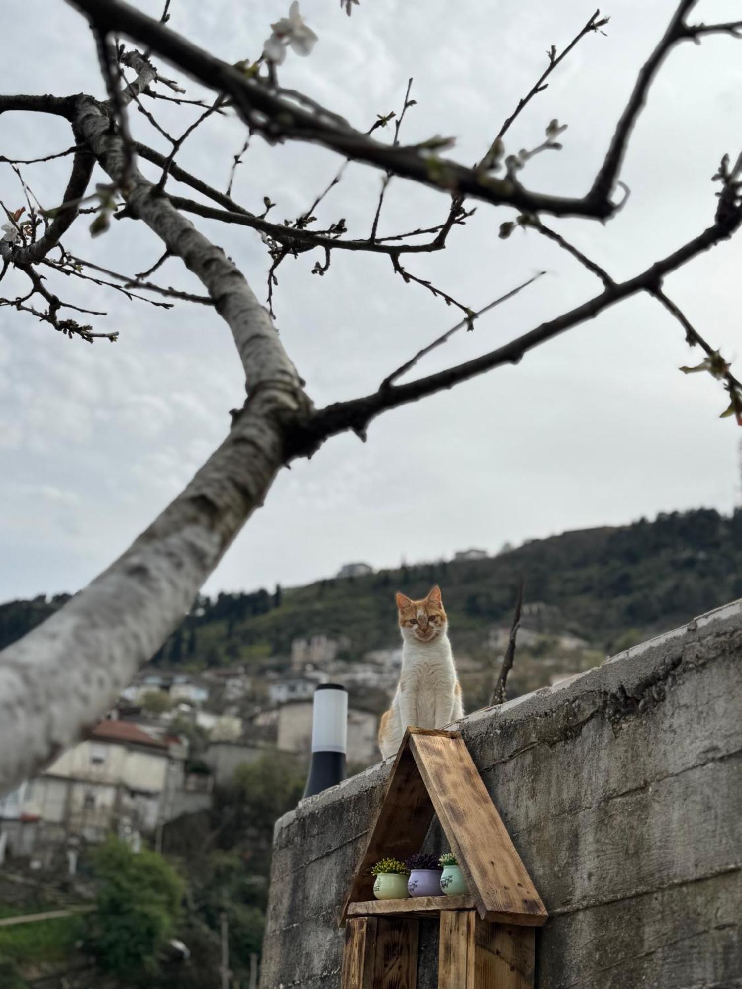 Ilvi Guesthouse Gjirokastra Zewnętrze zdjęcie